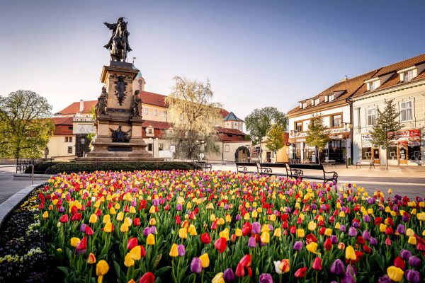 Socha Jiřího z Poděbrad na náměstí a rozkvetlé tulipány